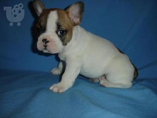 πανέμορφο όμορφος γαλλικά μπουλντόγκ κουτάβια